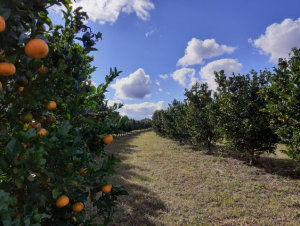 Produção de frutas cítricas se consolida na economia do Oeste Catarinense