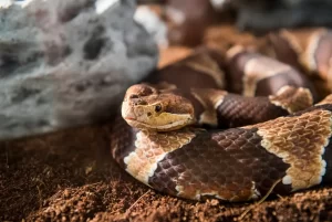 Envenenamento por cobras aumentou com as mudanças climáticas