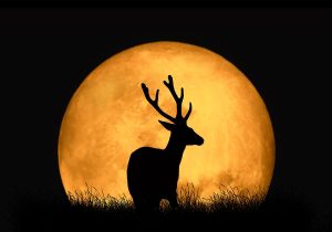 Superlua dos Cervos é hoje! Saiba como observar