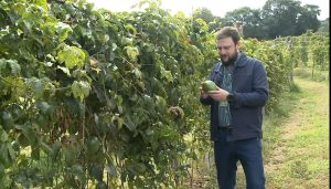 Pesquisa apoiada pela Fapesc visa aumentar a rentabilidade do cultivo do maracujá