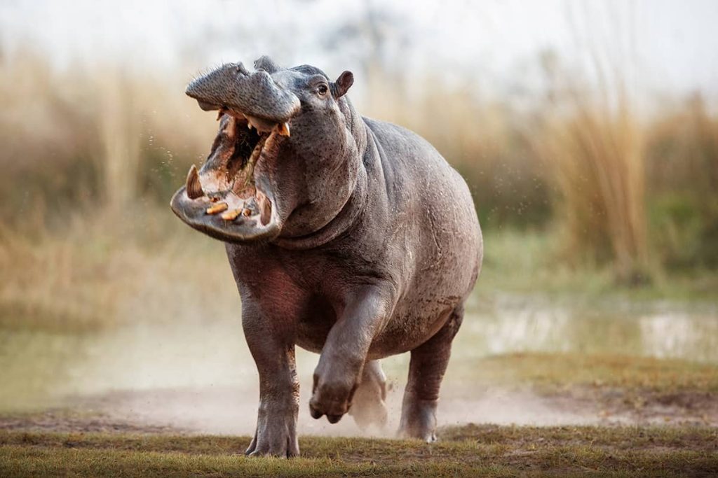 Introduzidos na Colombia por Pablo Escobar os hipopotamos tem se multiplicado na Colombia oferecendo riscos a biodiversidade local