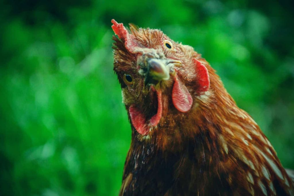 Pesquisadores da Universidade de Toquio dizem ter criado um sistema alimentado pela IA e capaz de interpretar estados emocionais em galinhas