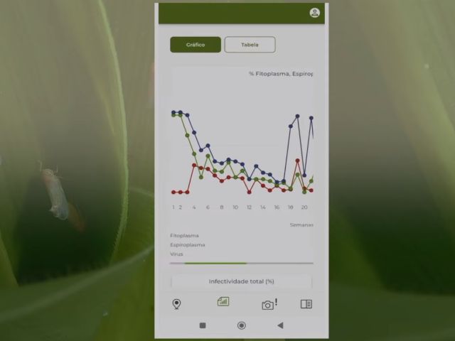 aplicativo-monitora-milho-sc-cigaarrinha