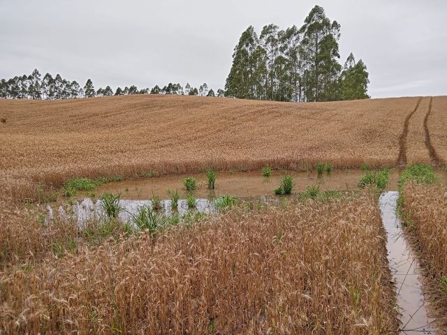oeste chuvas outubro trigo2