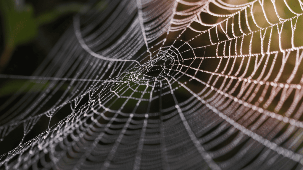 Teia de aranha