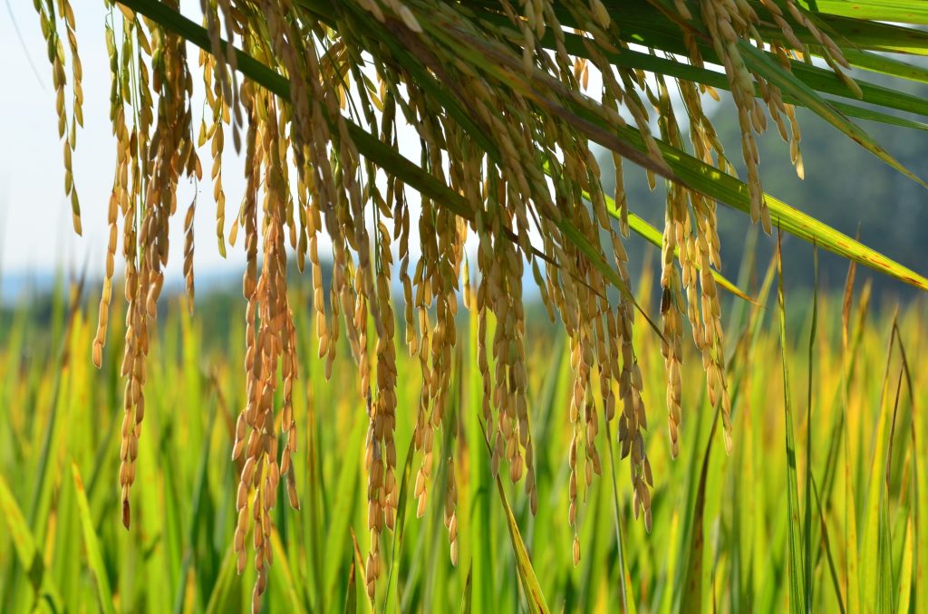 ibge aumento producao soja maca milho cebola santa catarina ascenda digital noticias