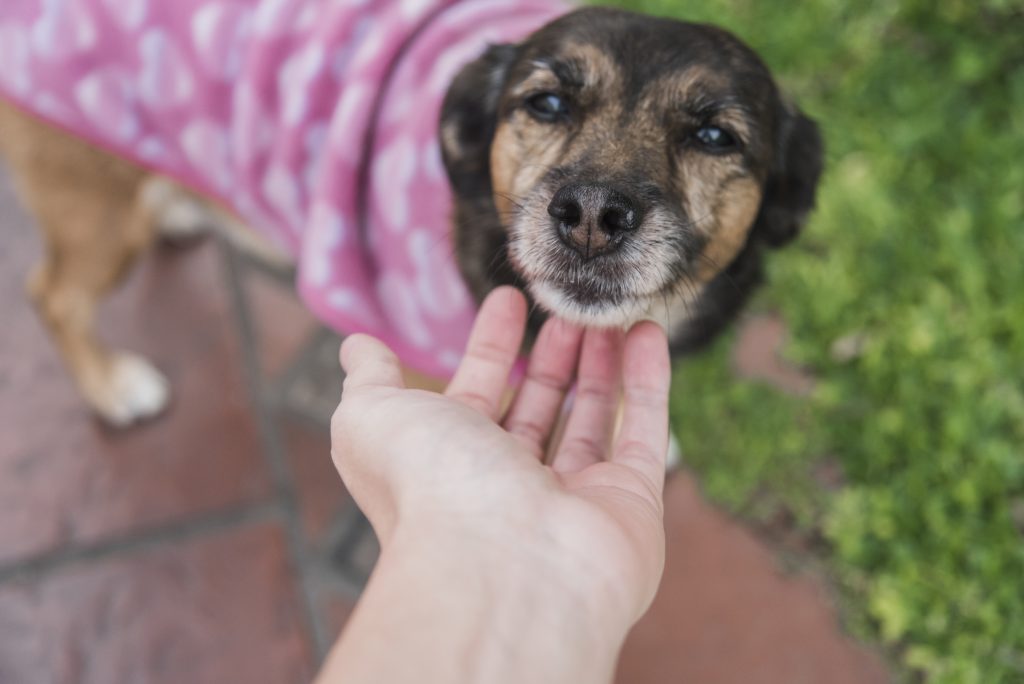 elevated view human hand stroking dog