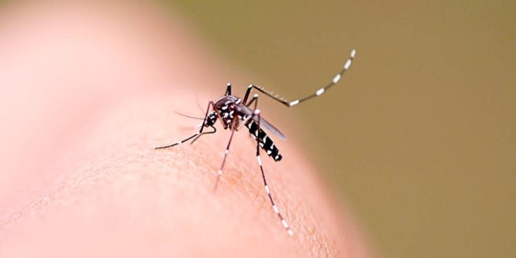 aedes aegypt