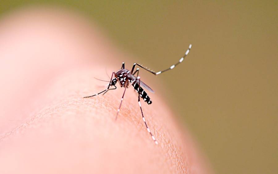 aedes aegypt