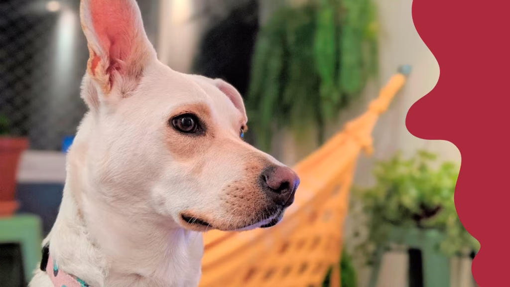 confira 10 curiosidades sobre cachorros que vao te surpreender