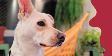 confira 10 curiosidades sobre cachorros que vao te surpreender