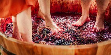 Pinheiro Preto, a Capital Catarinense do Vinho, prepara sua 1ª Vindima oficial com apoio do Sebrae/SC 2 VINDIMA