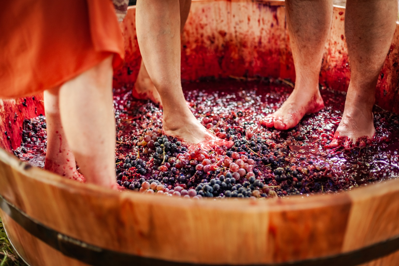 Centro de Inovação Videira 10 VINDIMA