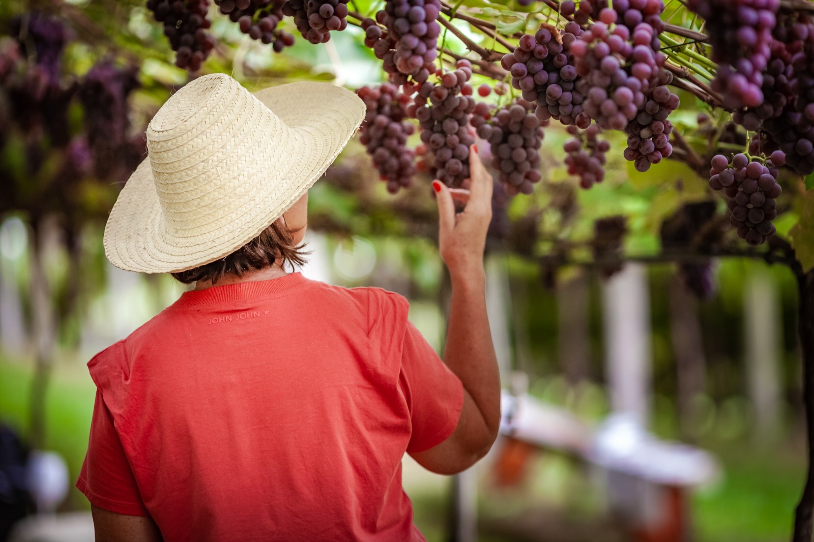 Centro de Inovação Videira 9 VINDIMA1