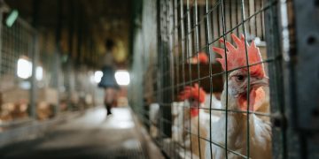 Exportação de carne bate recorde em SC 2 expoprtacao