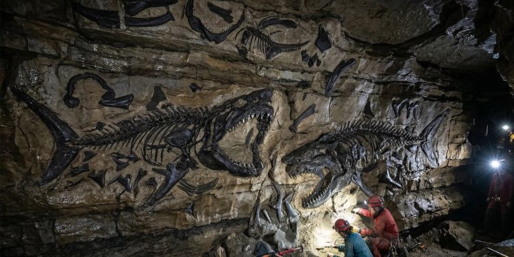 Duas novas espécies de criaturas marinhas de 325 milhões de anos são encontradas na maior caverna do mundo 1 tutu